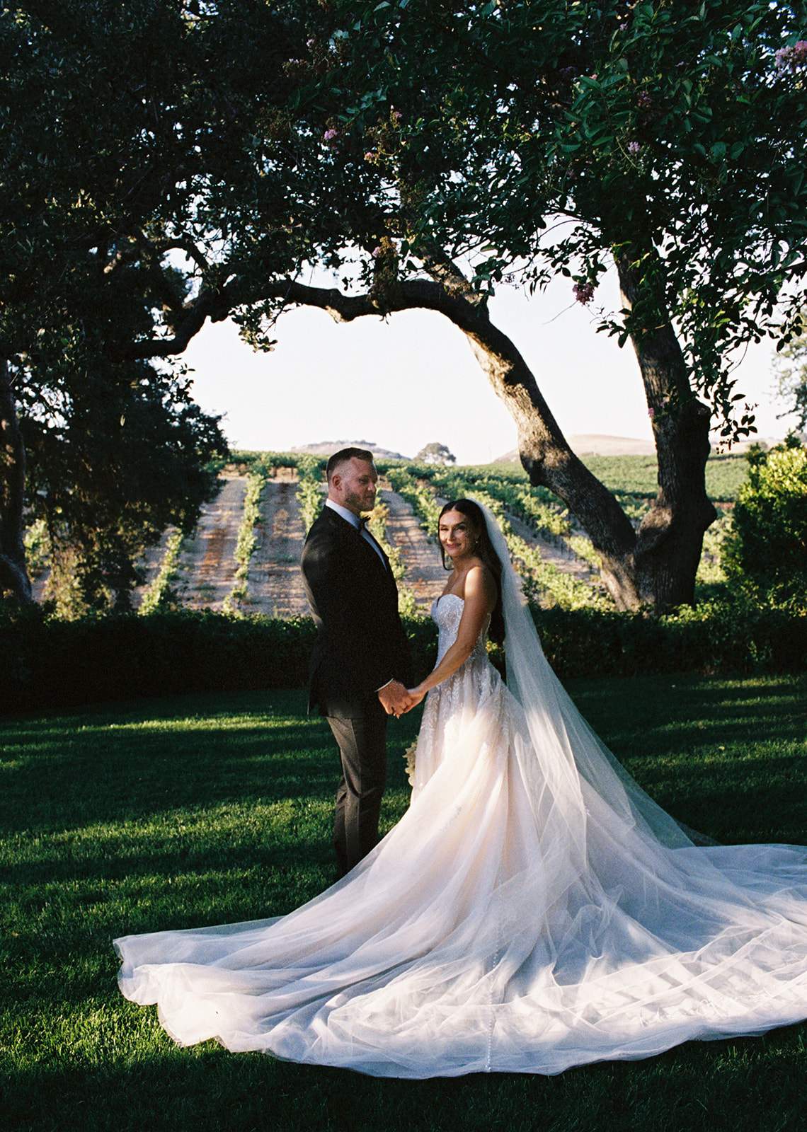 Bride and groom holding hands beneath a sprawling oak tree with vineyard rows in the background at an intimate wedding venue in California