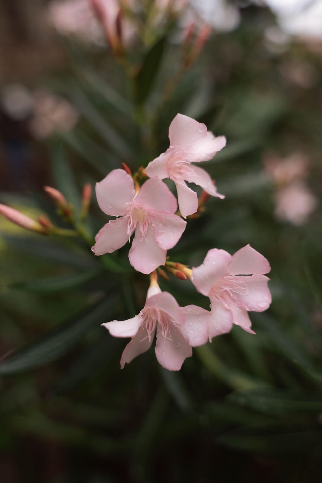 Close-up photo of soft pink flowers blooming outdoors at Tlaquepaque.