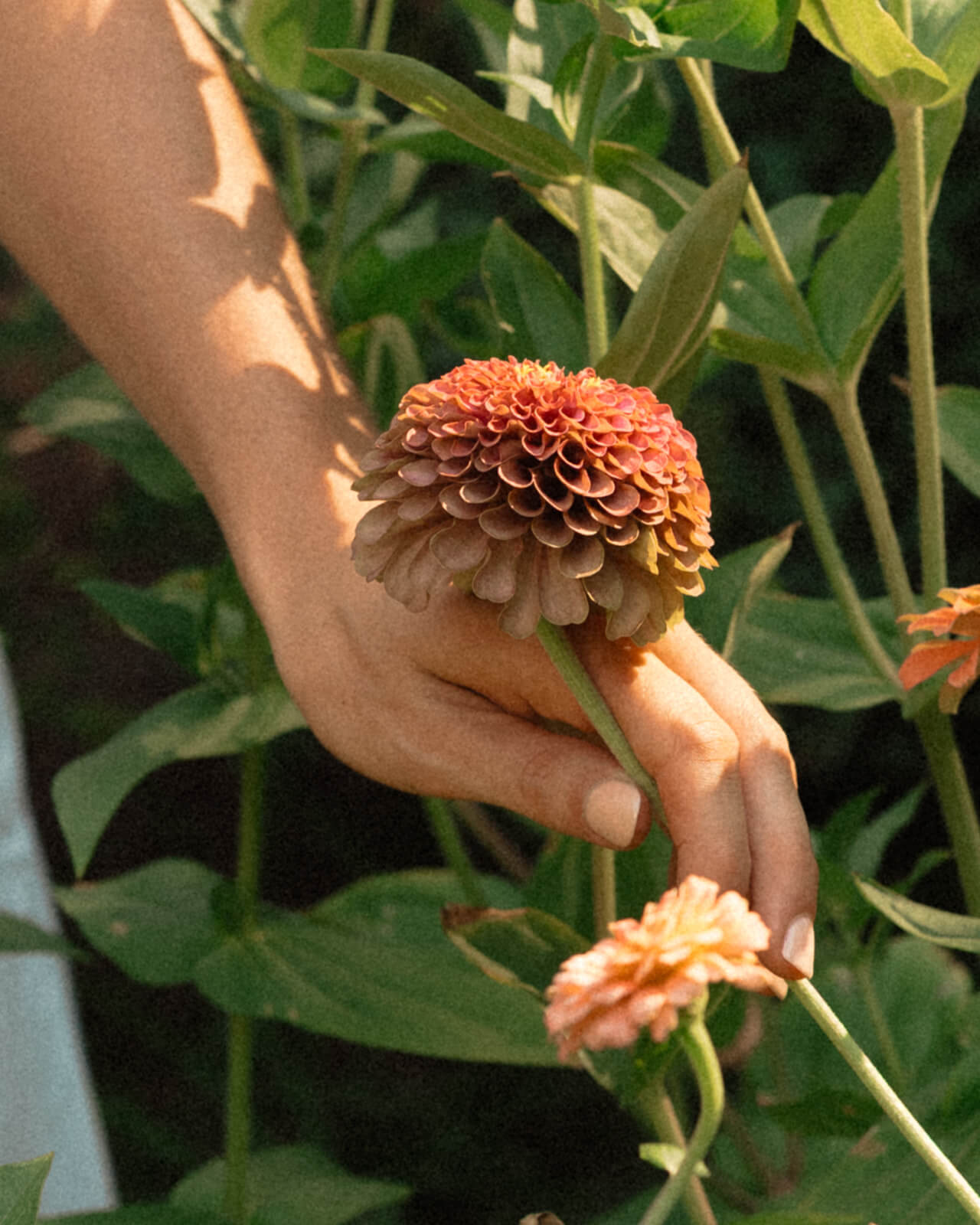 A close up detail shot of a hand gently holding a large orange zinnia bloom among green stems and foliage at The Bloomstead.