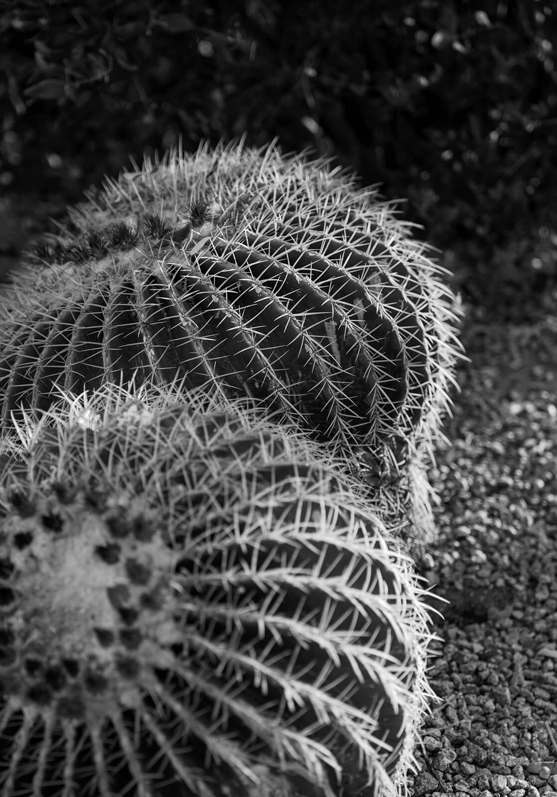 Black-and-white close-up of barrel cacti in the desert landscaping at The Boulders Resort.
