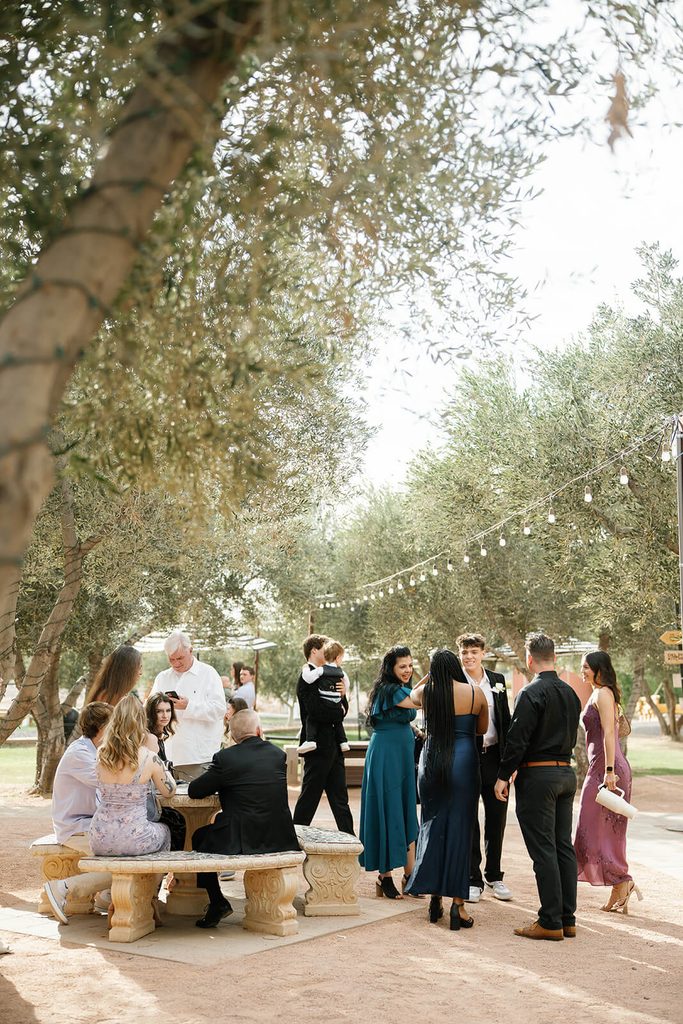 Wedding guests mingling beneath mature olive trees and string lights during an outdoor reception.